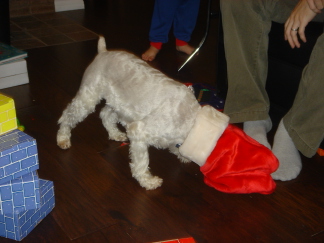 2006-12-25-14-ChristmasMorning.JPG